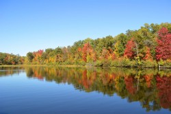 A picture of fall leaves set against the water.