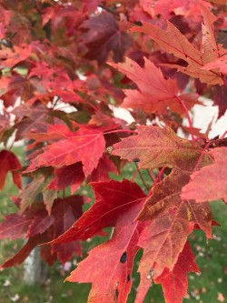 A picture of red tree leaves.