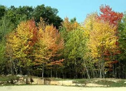 A picture of fall trees.