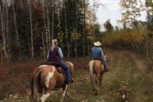 An image of two riders on horses following a trail in the trees.