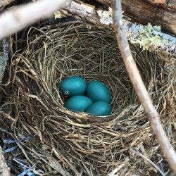 A picture of 4 blue bird eggs in a nest.