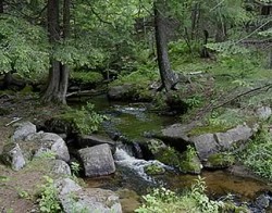 A picture of a creek running through trees.