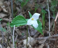 A picture of a white flower.