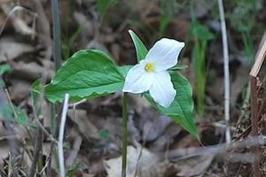 A picture of a white flower.